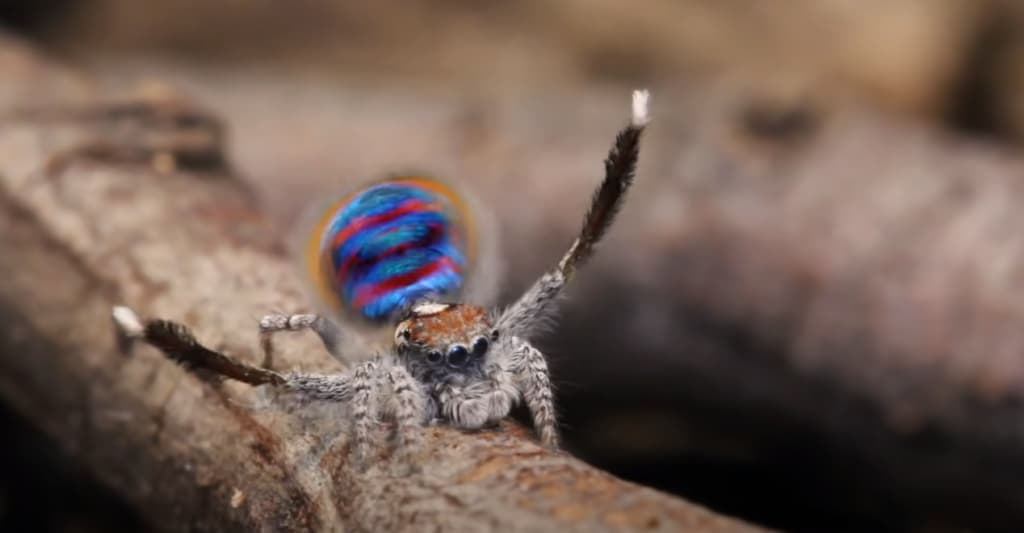 Close up of a peacock tarantula
