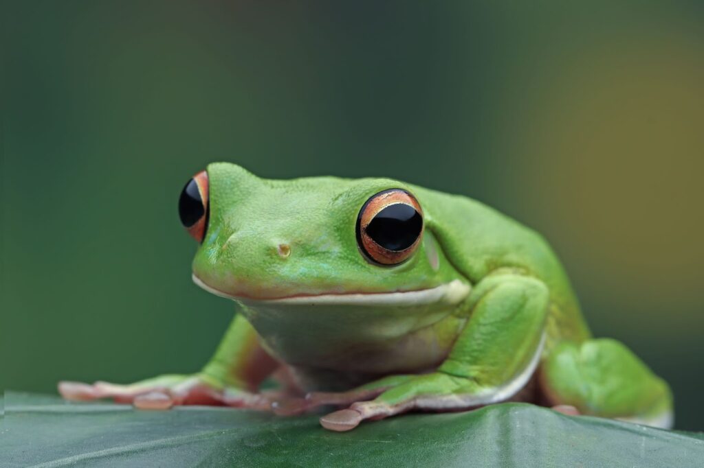 Close up of frog on green leaves